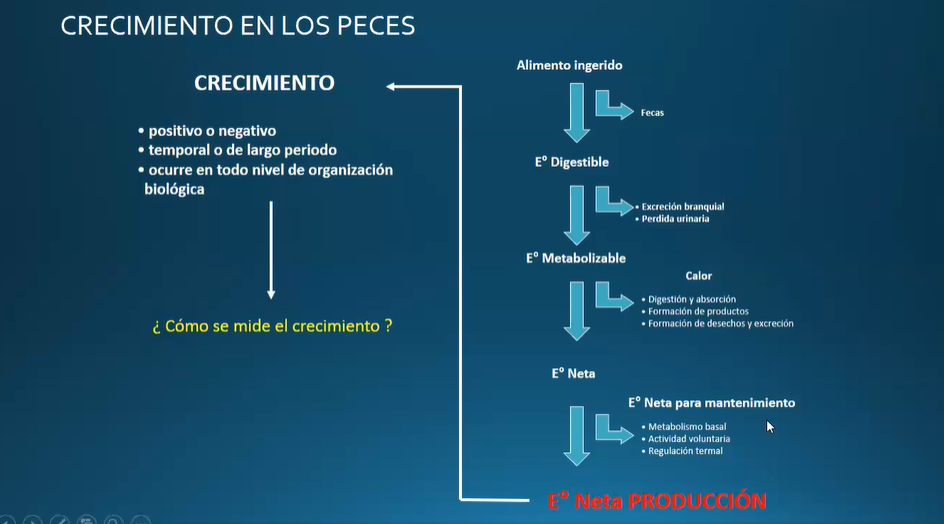 ALIMENTACIÓN DE LOS PECES